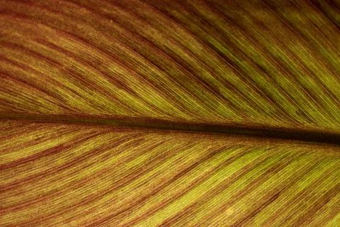 Background in the form of a beautiful leaf of a tree Stock Photos