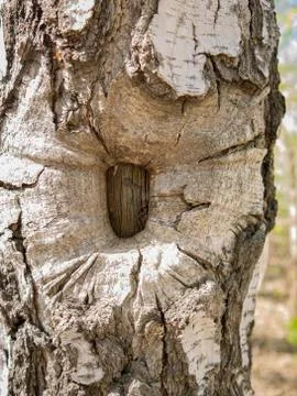 Background in the form of a bizarre shape of an old birch. The use of unusual Stock Photos