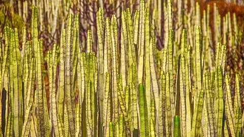Background in the form of cactus stalks Stock Footage 154564961