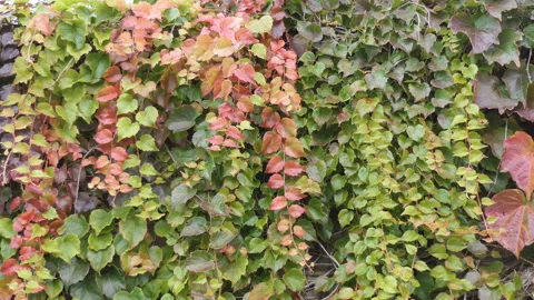 Background in the form of colourful plants. Stock Footage 97960030