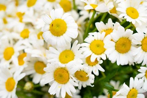 Background in the form of daisies Stock Photos