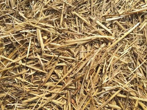 Background in the form of dry straw Foto stock