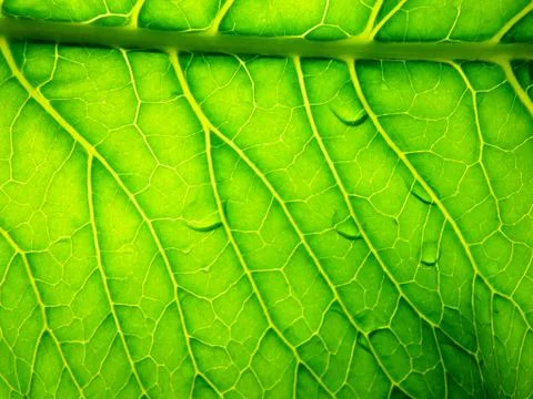 Background in the form of green leaf closeup. The sun shines through the shee Stock Photos