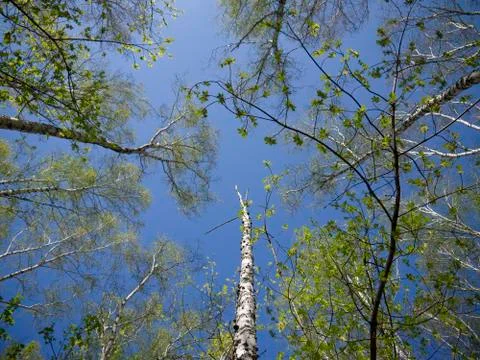 Background in the form of a mixed forest when viewed from bottom to top on th Stock Photos