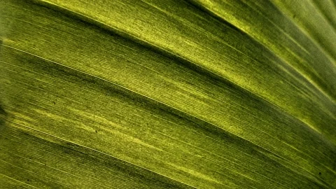 Background in the form of a moving banana leaf Stock Footage 151625425