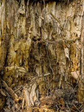 Background in the form of the of a rotten old tree.  Stock Photos