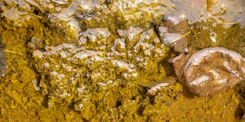 Background in the form of the shore of an old forest swamp.  Stock Photos