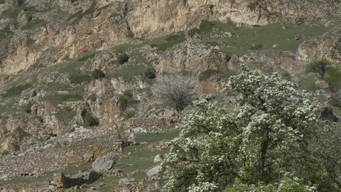 Background in the form of stones and trees Video stock 75502444