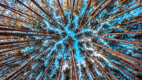 Background in the form of trees in the forest Stock Footage 154564002