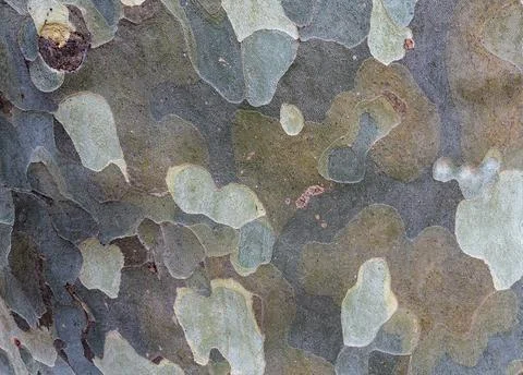 Background formed by the bark of a tree Stock Photos