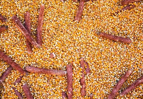 Background formed by corn and corncobs already shelled. 库存照片