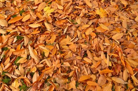 Background formed using brown and yellow leaves fallen Stock Photos