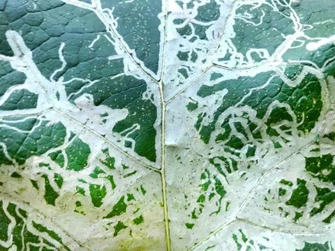 The background is a freakish pattern on the leaf Stock Photos