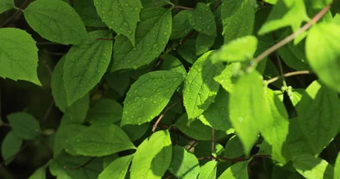 Background of fresh and wet leafy green leaves Stock Footage 191945254