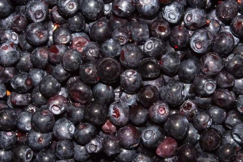 Background with fresh blueberries. Stock Photos