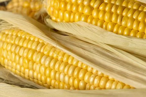 Background of fresh corn cobs Stock Photos