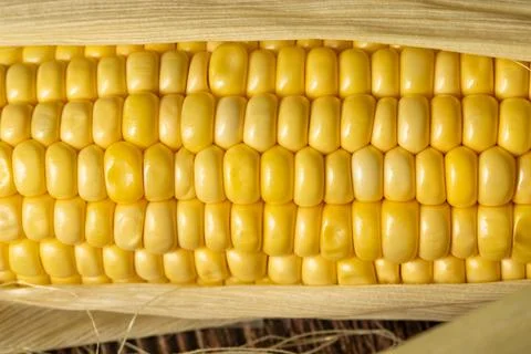 Background of fresh corn cobs Stock Photos