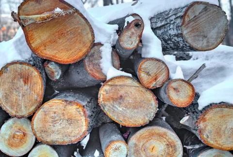 A background of fresh cut timber Stock Photos