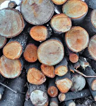 A background of fresh cut timber Stock Photos