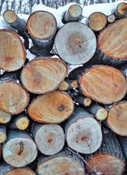 A background of fresh cut timber Stock Photos