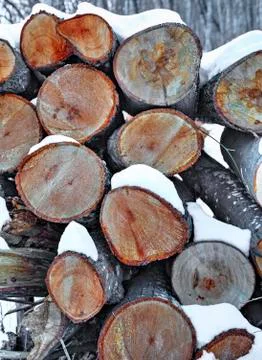 A background of fresh cut timber Stock Photos