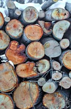 A background of fresh cut timber Stock Photos