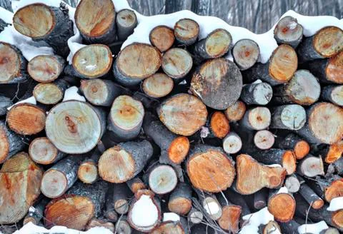 A background of fresh cut timber Stock Photos