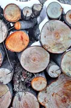 A background of fresh cut timber Stock Photos