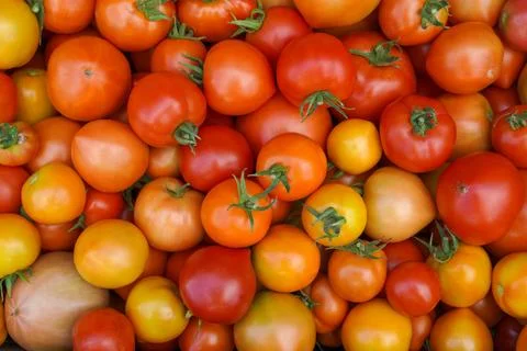 Background of fresh different varieties of tomatoes. tomato harvest. Stock Photos