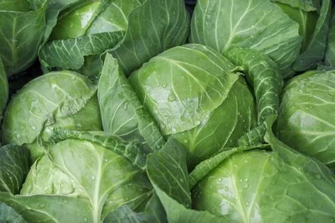Background with fresh early cabbage close up. Stock Photos
