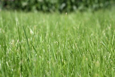Background of fresh grass, shallow depth of field, soft areas for type legibi Stock Photos