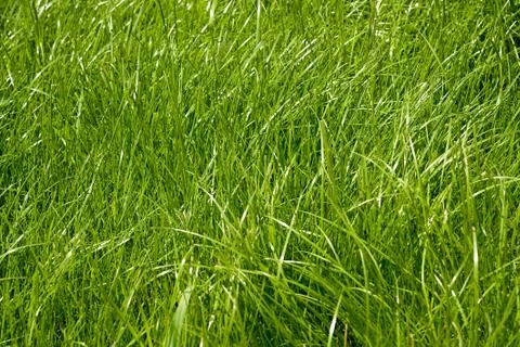 Background of fresh green grass Stock Photos