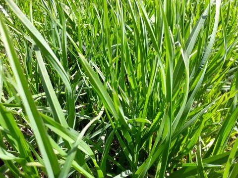 Background with fresh green grass Stock Photos