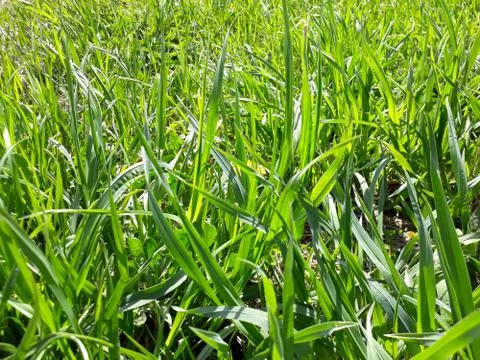 Background with fresh green grass Stock Photos