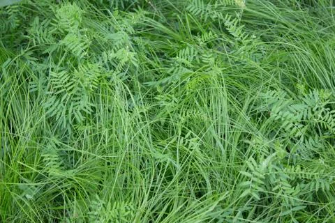 Background fresh green grass, texture Foto stock