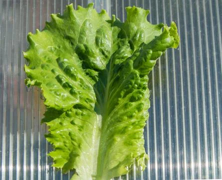 Background of a fresh green lettuce leaf, close-up on the background of a pol Stock Photos