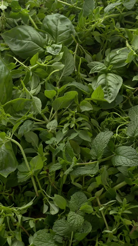 Background of fresh herbs. Vertical video. Stock Footage 276965655