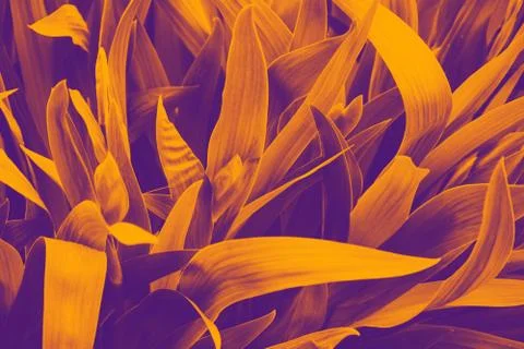 Background of fresh leaves. Stock Photos