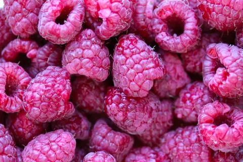 Background with fresh raspberry closeup Stock Photos