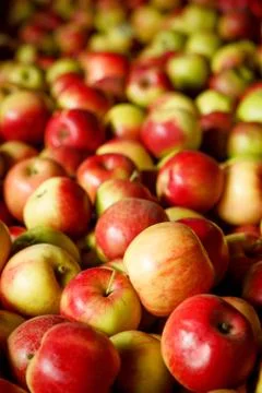 Background with fresh red apples Stock Photos