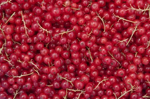 Background from fresh red currant berries, close up Stock Photos