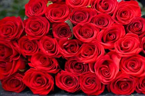 Background of fresh red roses. Stock Photos