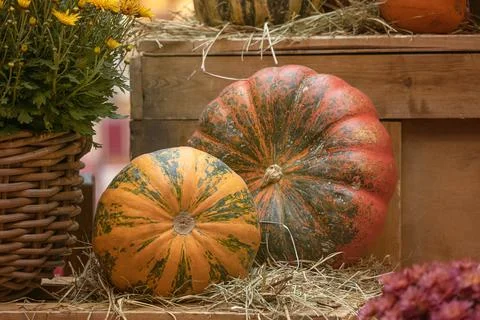 Background with fresh ripe pumpkins. Stock Photos