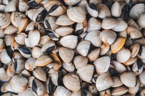 Background with fresh shells and clams. A shellfish mussels stall at seafood Stock Photos
