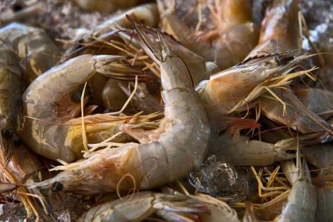The background of a fresh shrimp Stock Photos