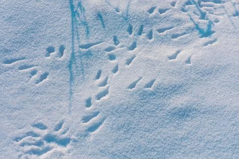 Background of fresh snow. Snowfall texture background. Winter bright fallin.. Stock Photos