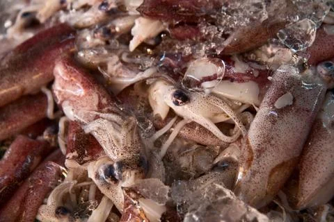 Background of fresh squids Foto stock