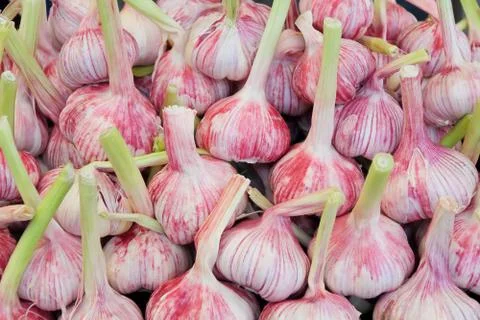 Background of fresh vegetables Stock Photos