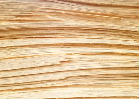 Background of a freshly cut pine trunk close-up. Pine trunk texture Stock Photos