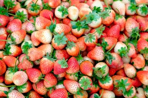 Background from freshly harvested strawberries, directly above Stock Photos